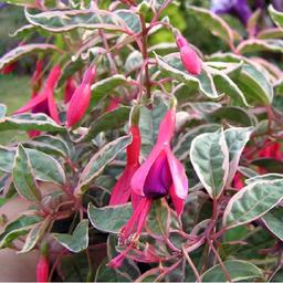 6 x Fuchsia de Magellan 'Tricolorii'  - godet 9cm x 9cm