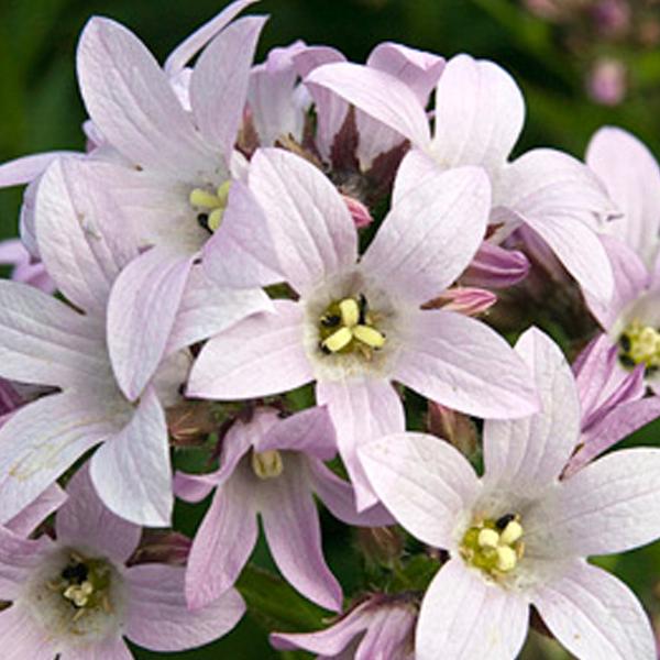 6 x Campanule à fleurs laiteuses 'Loddon Anna'  - godet 9cm x