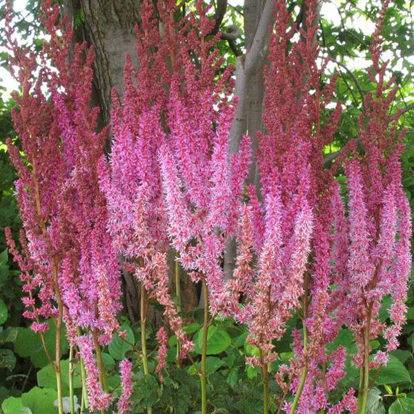 6 x Astilbe de Chine  - godet 9cm x 9cm