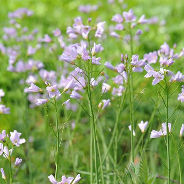 6 x Cardamines des près, Cresson des près, Cressonnette  - godet