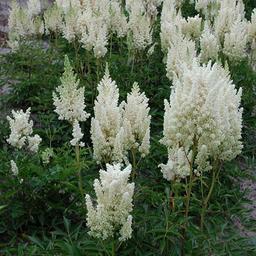 6 x Astilbe d'Arends 'Weisse Gloria'  - godet 9cm x 9cm