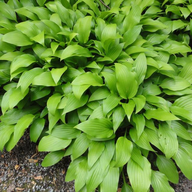 6 x Hosta lancifolia  - godet 9cm x 9cm