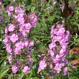 6 x Phlox maculé 'Alpha'  - godet 9cm x 9cm