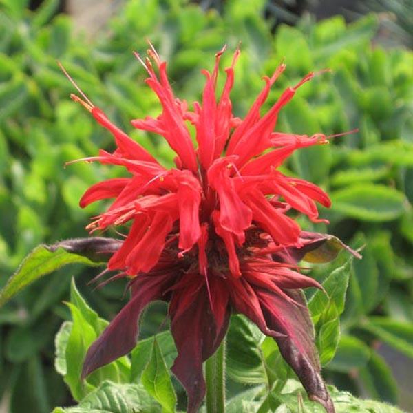 6 x Monarde 'Cambridge Scarlet'  - godet 9cm x 9cm