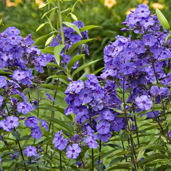 6 x Phlox paniculé 'Blue Paradise'  - godet 9cm x 9cm