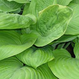 6 x Hosta 'Sum and Substance'  - godet 9cm x 9cm