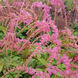 6 x Astilbe de Chine  - godet 9cm x 9cm