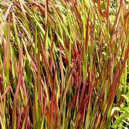 6 x Herbe sanglante Japonaise 'Red Baron'  - godet 9cm x 9cm