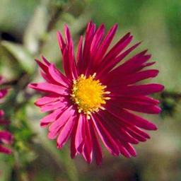 6 x Aster grand d'automne  - godet 9cm x 9cm