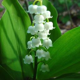 6 x Muguet  - godet 9cm x 9cm