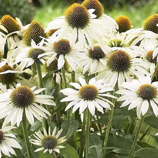 6 x Rudbeckia pourpre 'Avalanche'  - godet 9cm x 9cm