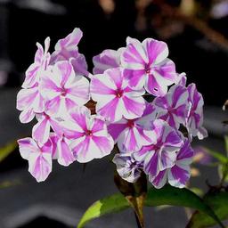 6 x Phlox maculé 'Natascha'  - godet 9cm x 9cm