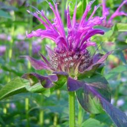 6 x Monarde 'Scorpion'  - godet 9cm x 9cm