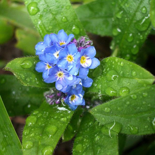 6 x Myosotis des marais  - godet 9cm x 9cm