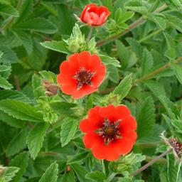 6 x Potentille vivace 'Gibson's Scarlet'  - godet 9cm x 9cm