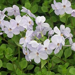 6 x Phlox rampant 'Ariane'  - godet 9cm x 9cm