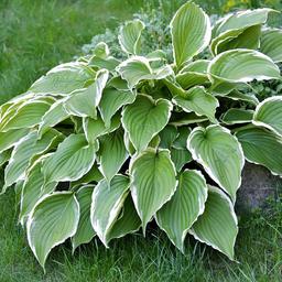 6 x Hosta 'Francee'  - godet 9cm x 9cm