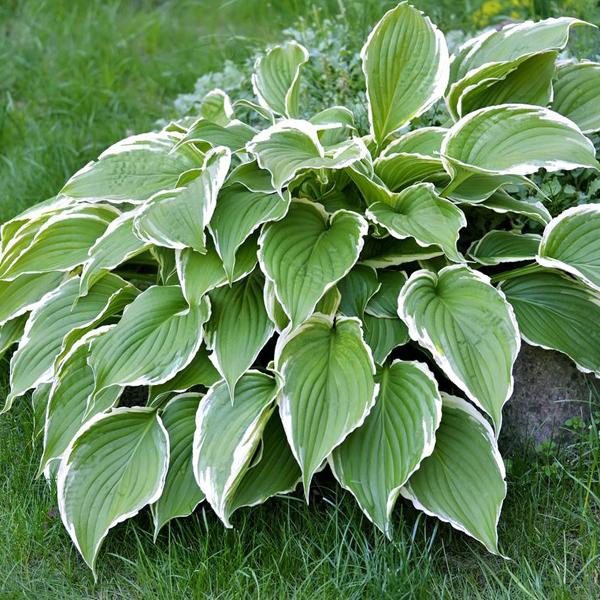 6 x Hosta 'Francee'  - godet 9cm x 9cm