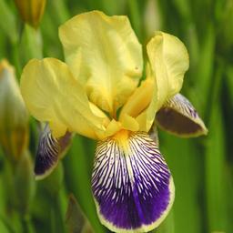 6 x Iris des jardins 'Nibelungen'  - godet 9cm x 9cm