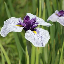 6 x Iris Japonais  - godet 9cm x 9cm