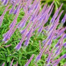 6 x Veronicastrum virginicum 'Fascination'  - godet 9cm x 9cm