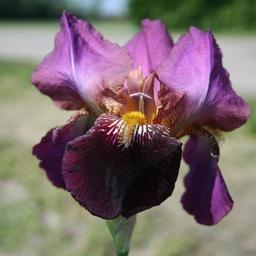 6 x Iris des jardins 'Senlac'  - godet 9cm x 9cm