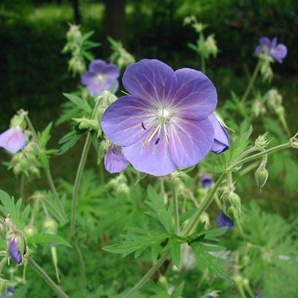 6 x Géranium vivace des près  - godet 9cm x 9cm