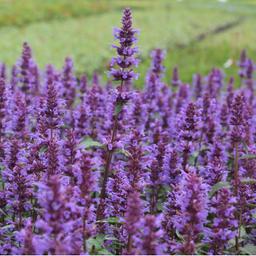 6 x Agastache 'Purple Haze'  - godet 9cm x 9cm