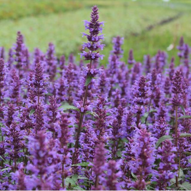 6 x Agastache 'Purple Haze'  - godet 9cm x 9cm