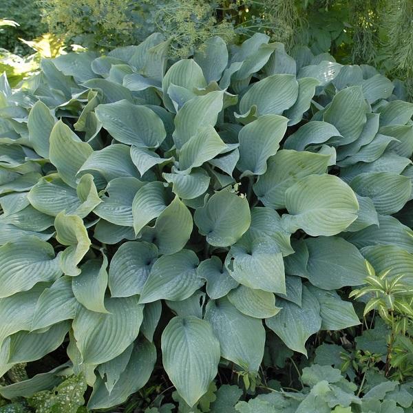 6 x Hosta 'Krossa Regal'  - godet 9cm x 9cm