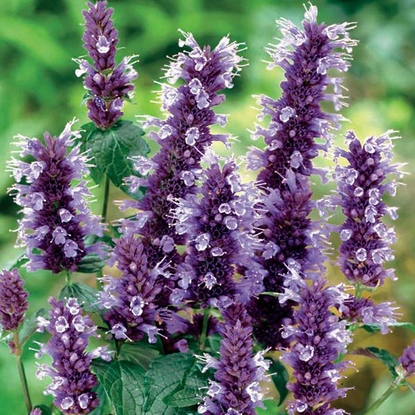 6 x Agastache à odeur de fenouil 'Black Adder'  - godet 9cm x