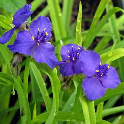 6 x Tradescantia andersoniana  - godet 9cm x 9cm