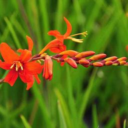 6 x Montbretia  - godet 9cm x 9cm