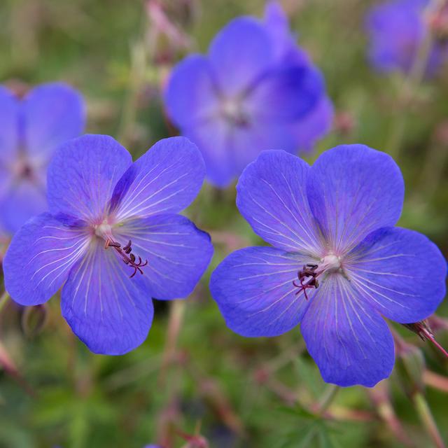 6 x Géranium vivace 'Johnson's Blue'  - godet 9cm x 9cm