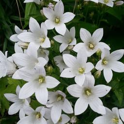 6 x Campanule à fleurs laiteuses 'Alba'  - godet 9cm x 9cm