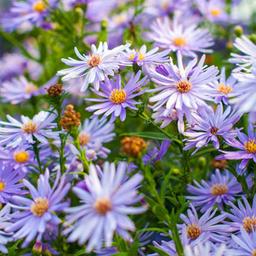 6 x Aster à feuilles en cœur 'Little Carlow'  - godet 9cm x 9cm