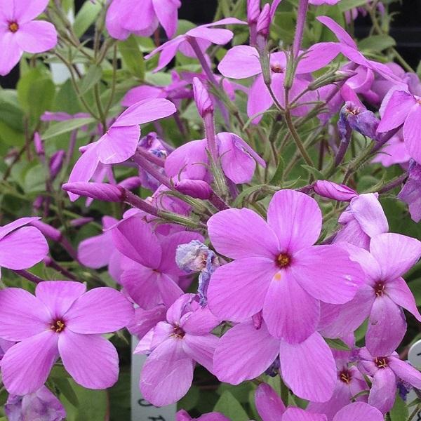 6 x Phlox rampant 'Pink Ridge'  - godet 9cm x 9cm