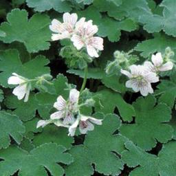 6 x Géranium vivace à feuilles de crêpe  - godet 9cm x 9cm