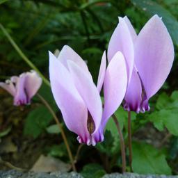 6 x Cyclamen hederifolium  - godet 9cm x 9cm