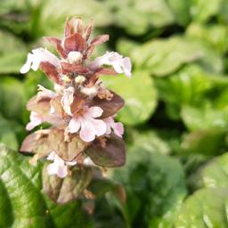 6 x Bugle rampant pourpre  - godet 9cm x 9cm