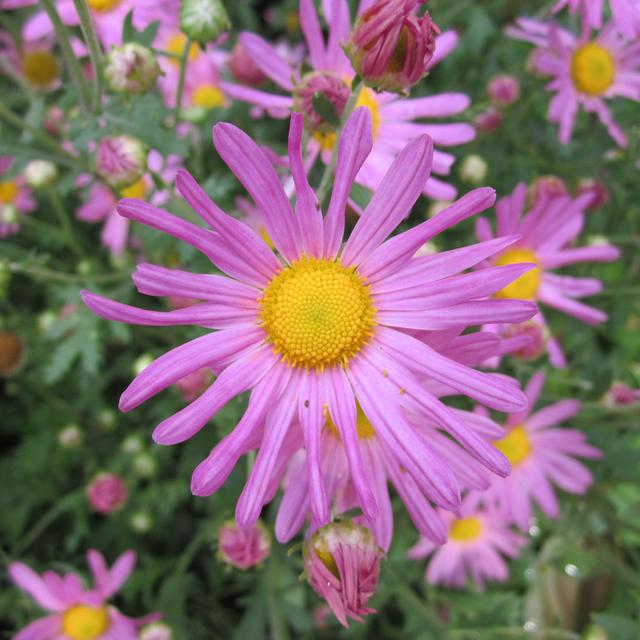 6 x Marguerite d'automne 'Clara Curtis'  - godet 9cm x 9cm