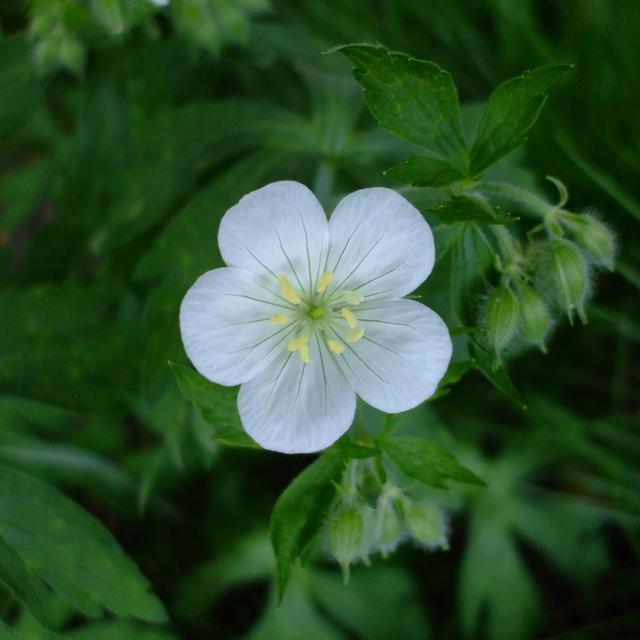 6 x Géranium vivace maculé 'Album'  - godet 9cm x 9cm