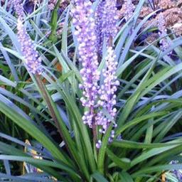 6 x Liriope muscari  - godet 9cm x 9cm