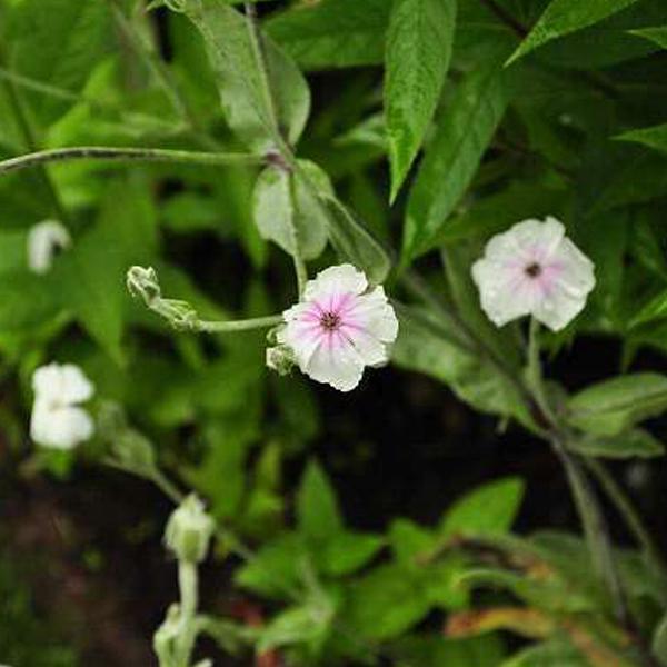 6 x Lychnis coronaria 'Alba'  - godet 9cm x 9cm