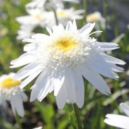 6 x Marguerite 'Wirral Supreme'  - godet 9cm x 9cm