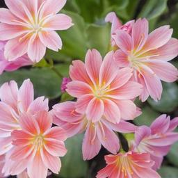 6 x Lewisia cotyledon  - godet 9cm x 9cm