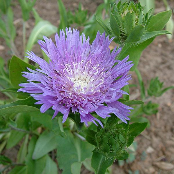 6 x Stokesia laevis  - godet 9cm x 9cm