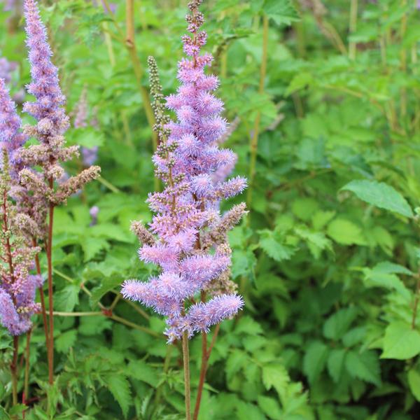 6 x Astilbe de Chine  - godet 9cm x 9cm