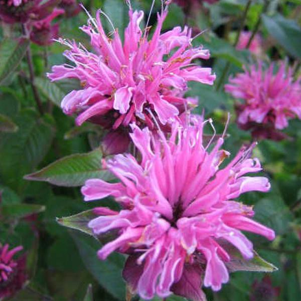 6 x Monarde 'Twins'  - godet 9cm x 9cm