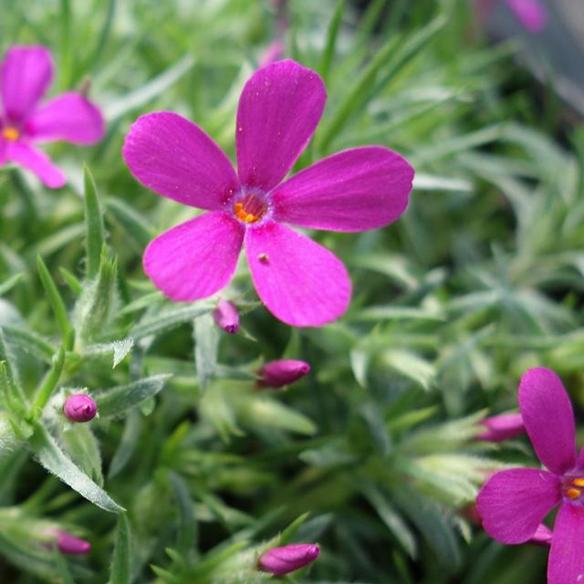 6 x Phlox nain 'Crackerjack'  - godet 9cm x 9cm